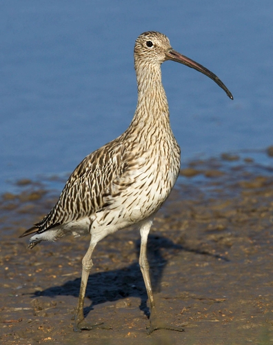 Eurasian Curlew - (Numenius arquata)