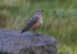 Rock Thrush