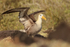 Waved Albatross with raised wings on the ground, Espanola, Galapagos