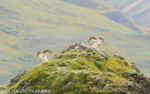 Dall Sheeps.