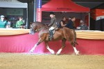 SBM_12533