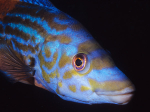 Labrus mixtus