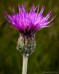 Meadow Thistle