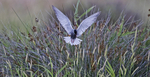 Whiskered Tern.