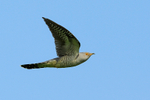 Cuckoo (male) in flight, Otmoor RSPB