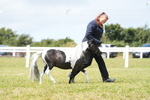 Class 56: Miniature Horse 1, 2 & 3yr olds portfolio