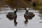 White-tufted Grebe