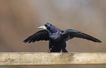 Rook - Corvus frugilegus