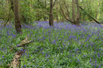 Bluebells at Oxford Island