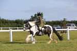 Class 28: Ridden Native/Trad Coloured Pony portfolio