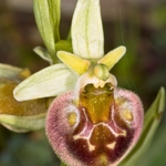 Small-patterned Ophrys (Ophrys fuciflora ssp. parvimaculata)