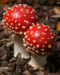 Fly Agaric (04)