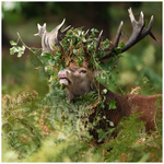 Crown of Thorns 