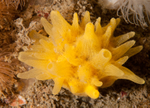 Polymastia boletiformis