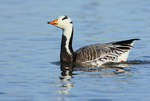 Bar Headed Goose