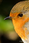 Robin (Erithacus rubecula) close-up