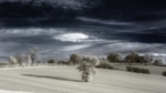 Briar Edge IF _0411