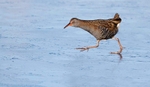 Water rail