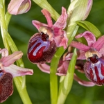 Siponto Ophrys (Ophrys sipontensis) an orchid endemic to the Gargano penisula,