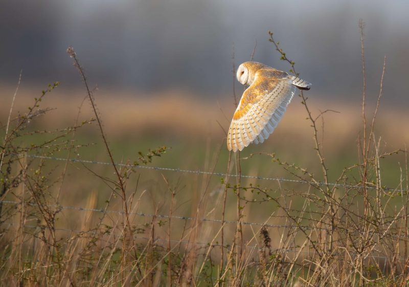 Barn Owl - Lunt Meadows nature reserve - Thornton - Liverpool