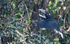 Rufous-necked Hornbill female