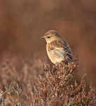 Stonechat (f) - Saxicola rubicola