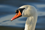 Mute Swan
