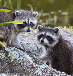 AnimalsCreatures _0091