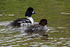Barrows Goldeneye  (pair)