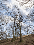 0723 Ragleth Wood
