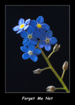 Forget  Me  Not