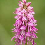 Orchis x bergonii = Orchis anthropophorum x Orchis.simia hybrid