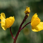 Southern bladderwort (Utricularia australis)