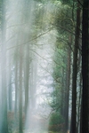 forest light rays