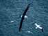 Black-browed Albatross