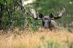 Moose head above long grass, Flatanger, Norway