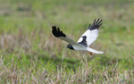 Pale Harrier