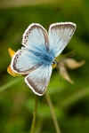 Chalkhill Blue