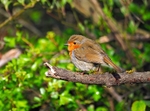 Robin