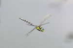 Male Southern hawker