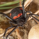 European Black Widow Spider (Latrodectus tredecimaguttatus