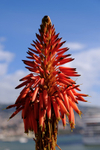 Aloe Vera Flower