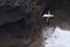 Black-browed Albatross, dark cliff background, West Point Island