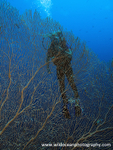 RS028: Diver & seafan