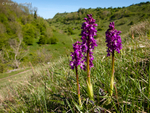 Early-purple Orchid (03)