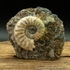 scun 168 Aegasteroceras sp