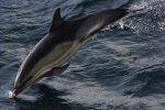 WDP003: Common Dolphin