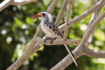 Red Billed Hornbill.