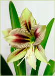 Hippeastrum papilio 2