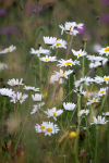 Meadow Grass _FL057